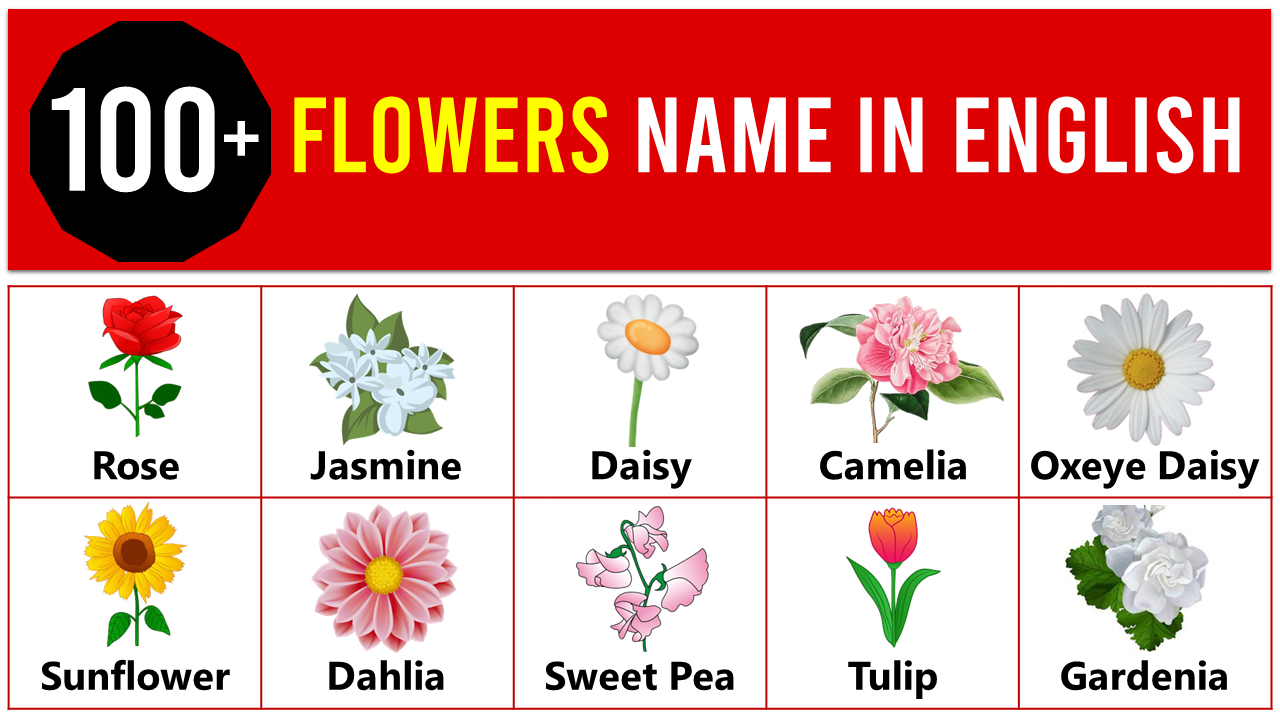 100+ Flowers Name in English With Images