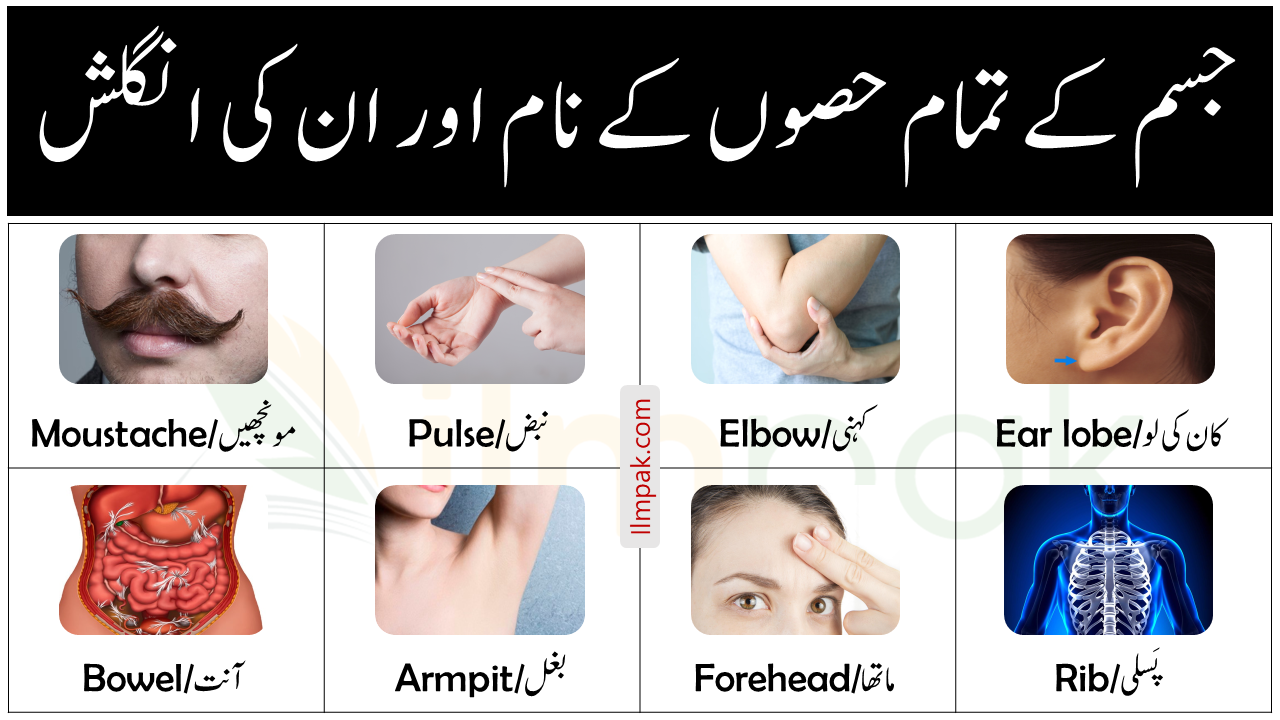 All Body Parts Name in English With Urdu | Body Parts