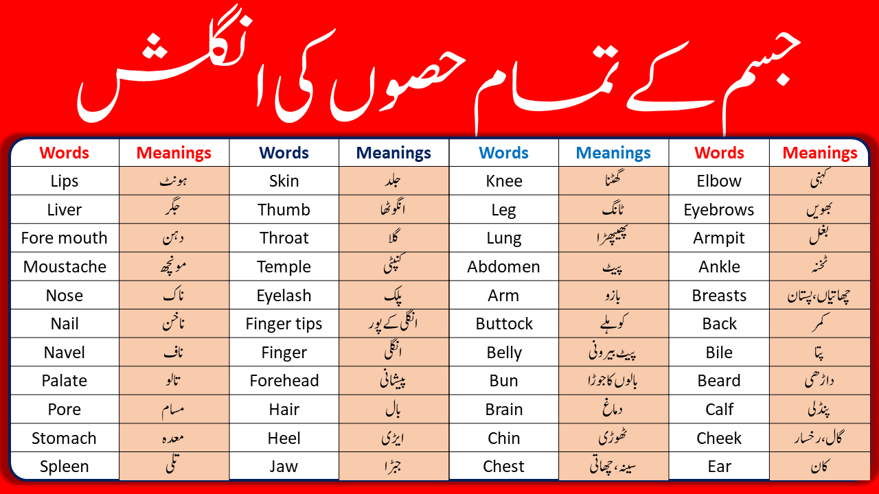 Parts of Body Names In English with Urdu and Hindi Meanings