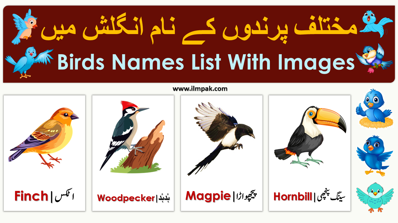 Birds Names in English and Urdu/Hindi with Images | PDF